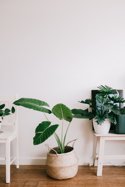 Déco pas cher : osez les plantes
